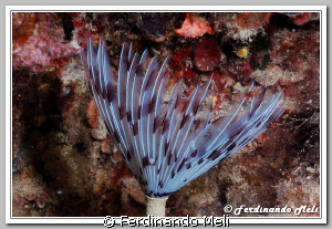 Sabella penicillus (underwater worm). by Ferdinando Meli 